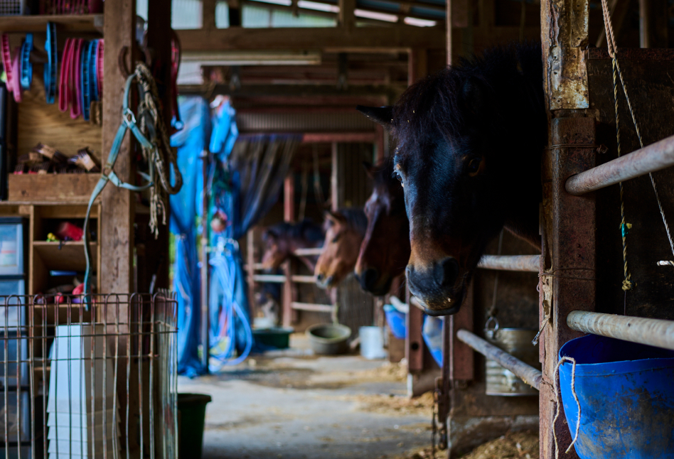 Stable