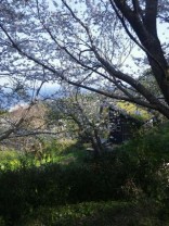 桜とエノコロ